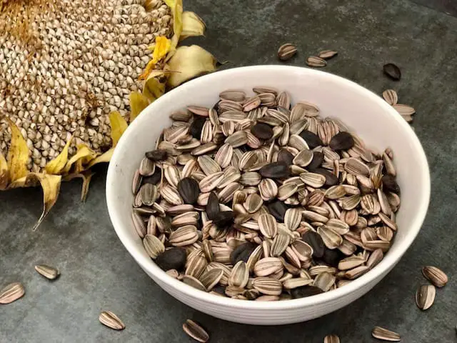 Roasted Sunflower Seeds